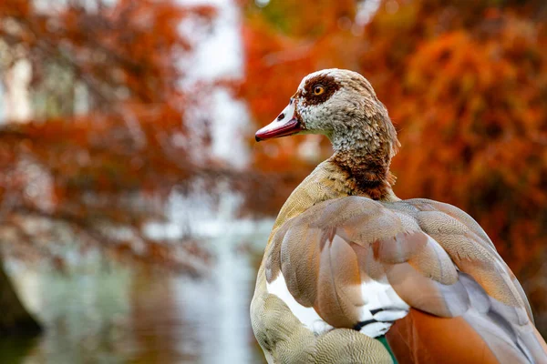 Nile Goose. Kuş. Mısır kazı ördek, kaz ve kuğu familyasından Anatidae familyasının bir üyesidir. Afrika 'ya özgü, Sahra' nın güneyinde ve Nil Vadisi 'nde. Sonbahar renkleri. Madrid 'deki El Retiro Parkı.