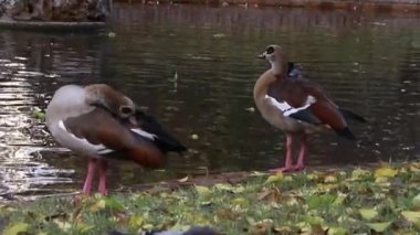 Nile Goose. Kuş. Mısır kazı ördek, kaz ve kuğu familyasından Anatidae familyasının bir üyesidir. Afrika 'ya özgü, Sahra' nın güneyinde ve Nil Vadisi 'nde. Sonbahar renkleri. Madrid 'deki El Retiro Parkı.