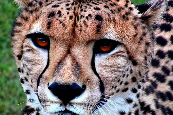 4+ Hundred Cheetah Face Profile Royalty-Free Images, Stock Photos