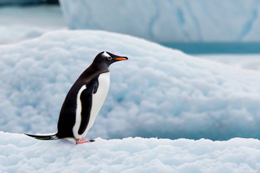 Penguenler. Kar yığınının arkasındaki buzdağındaki penguenler. Antarktika 'da. Penguen Farkındalık Günü. 20 Ocak. 2024.