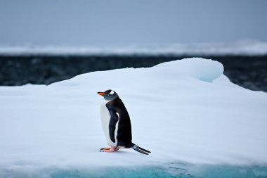 Penguenler. Kar yığınının arkasındaki buzdağındaki penguenler. Antarktika 'da. Penguen Farkındalık Günü. 20 Ocak. 2024.