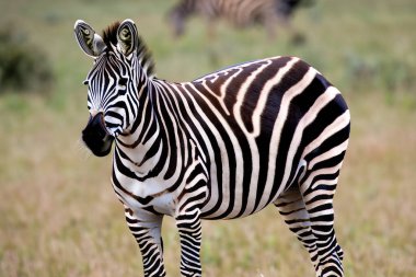 Zebra. Zebra doğal çim habitatında, Kenya Ulusal Parkı. Doğal yaşam sahnesi, Afrika. Uluslararası Zebra Günü. 31 Ocak. 2024.