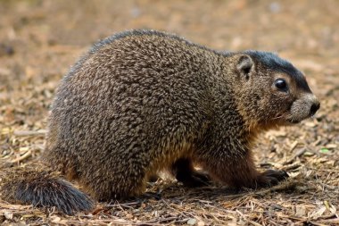 Köstebek. Bir Dağ Sıçanı (Marmota Monax) kutsal bir çalılığın altında. Raleigh, Kuzey Carolina. Ön plandaki dağ sıçanına odaklan. Köstebek Günü. 2 Şubat. 2024.