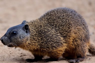 Köstebek. Bir Dağ Sıçanı (Marmota Monax) kutsal bir çalılığın altında. Raleigh, Kuzey Carolina. Ön plandaki dağ sıçanına odaklan. Köstebek Günü. 2 Şubat. 2024.