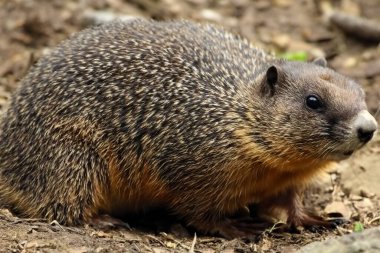 Köstebek. Bir Dağ Sıçanı (Marmota Monax) kutsal bir çalılığın altında. Raleigh, Kuzey Carolina. Ön plandaki dağ sıçanına odaklan. Köstebek Günü. 2 Şubat. 2024.