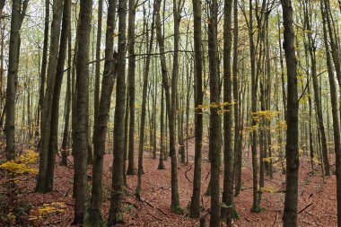 Orman. Spruce Ormanı 'ndan muazzam bir manzara. Güneş ağaçların arasından parlıyor, toprak yosun ve eğreltiotlarıyla kaplı, dağ sıraları. Nehir. Hava görüntüsü. 21 Mart. 2024 Uluslararası Ormanlar Günü.