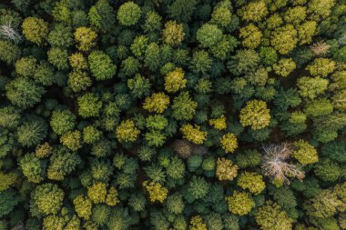 Orman. Spruce Ormanı 'ndan muazzam bir manzara. Güneş ağaçların arasından parlıyor, toprak yosun ve eğreltiotlarıyla kaplı, dağ sıraları. Nehir. Hava görüntüsü. 21 Mart. 2024 Uluslararası Ormanlar Günü.