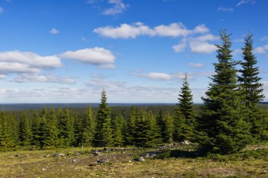 Orman. Spruce Ormanı 'ndan muazzam bir manzara. Güneş ağaçların arasından parlıyor, toprak yosun ve eğreltiotlarıyla kaplı, dağ sıraları. Nehir. Hava görüntüsü. 21 Mart. 2024 Uluslararası Ormanlar Günü.