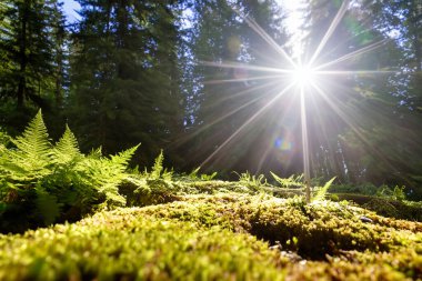 Orman. Spruce Ormanı 'ndan muazzam bir manzara. Güneş ağaçların arasından parlıyor, toprak yosun ve eğreltiotlarıyla kaplı, dağ sıraları. Nehir. Hava görüntüsü. 21 Mart. 2024 Uluslararası Ormanlar Günü.