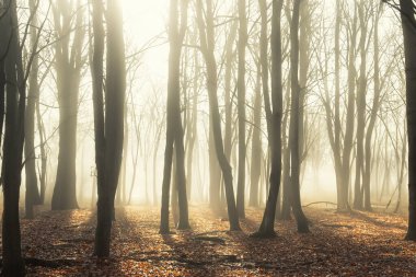Orman. Spruce Ormanı 'ndan muazzam bir manzara. Güneş ağaçların arasından parlıyor, toprak yosun ve eğreltiotlarıyla kaplı, dağ sıraları. Nehir. Hava görüntüsü. 21 Mart. 2024 Uluslararası Ormanlar Günü.