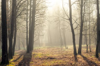 Orman. Spruce Ormanı 'ndan muazzam bir manzara. Güneş ağaçların arasından parlıyor, toprak yosun ve eğreltiotlarıyla kaplı, dağ sıraları. Nehir. Hava görüntüsü. 21 Mart. 2024 Uluslararası Ormanlar Günü.