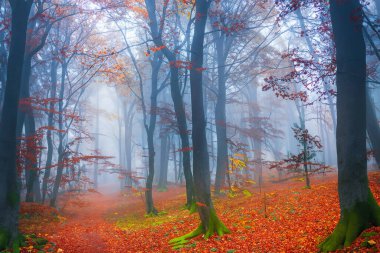 Orman. Spruce Ormanı 'ndan muazzam bir manzara. Güneş ağaçların arasından parlıyor, toprak yosun ve eğreltiotlarıyla kaplı, dağ sıraları. Nehir. Hava görüntüsü. 21 Mart. 2024 Uluslararası Ormanlar Günü.