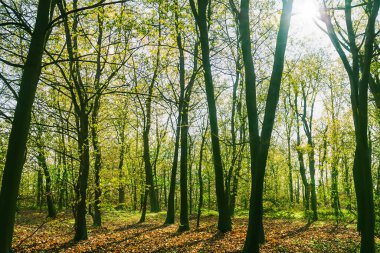 Orman. Spruce Ormanı 'ndan muazzam bir manzara. Güneş ağaçların arasından parlıyor, toprak yosun ve eğreltiotlarıyla kaplı, dağ sıraları. Nehir. Hava görüntüsü. 21 Mart. 2024 Uluslararası Ormanlar Günü.