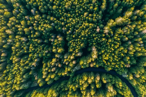 Orman. Spruce Ormanı 'ndan muazzam bir manzara. Güneş ağaçların arasından parlıyor, toprak yosun ve eğreltiotlarıyla kaplı, dağ sıraları. Nehir. Hava görüntüsü. 21 Mart. 2024 Uluslararası Ormanlar Günü.