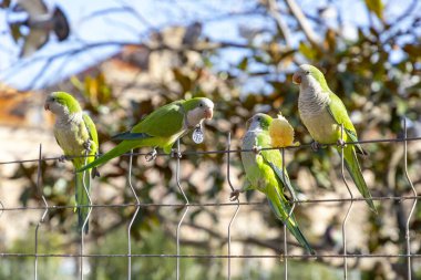 Parrot. Argentine parrot eating on a railing outdoors with copy space. A pair of Argentine parrots hanging and fluttering on the branches of a tree. Bird in a park in Barcelona. City of Spain. Photo. clipart