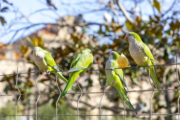 stock image Parrot. Argentine parrot eating on a railing outdoors with copy space. A pair of Argentine parrots hanging and fluttering on the branches of a tree. Bird in a park in Barcelona. City of Spain. Photo.