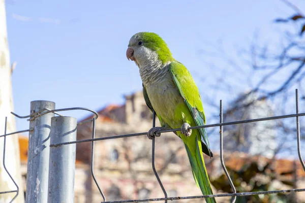 stock image Parrot. Argentine parrot eating on a railing outdoors with copy space. A pair of Argentine parrots hanging and fluttering on the branches of a tree. Bird in a park in Barcelona. City of Spain. Photo.