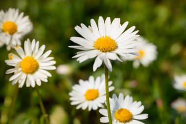 Daisy çiçeği. Beyaz ve sarı yapraklı papatya tarlaları. Bahar ve çiçek zamanı. Çayırda yetişen papatya çiçekleri. Bir sürü beyaz ve pembe papatya çiçekli çayır. Panoramik yay