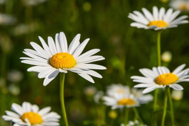 Daisy çiçeği. Beyaz ve sarı yapraklı papatya tarlaları. Bahar ve çiçek zamanı. Çayırda yetişen papatya çiçekleri. Bir sürü beyaz ve pembe papatya çiçekli çayır. Panoramik yay
