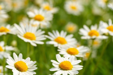 Daisy çiçeği. Beyaz ve sarı yapraklı papatya tarlaları. Bahar ve çiçek zamanı. Çayırda yetişen papatya çiçekleri. Bir sürü beyaz ve pembe papatya çiçekli çayır. Panoramik yay