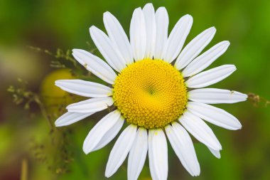 Daisy çiçeği. Beyaz ve sarı yapraklı papatya tarlaları. Bahar ve çiçek zamanı. Çayırda yetişen papatya çiçekleri. Bir sürü beyaz ve pembe papatya çiçekli çayır. Panoramik yay