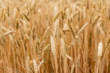 Buğday. Buğday tarlası. Altın buğday tarlası ve güneşli bir gün. Un. Tarlanın arka planında buğday kulakları. Yüzeyin derinliği. Kırsal alan.
