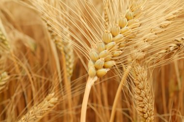 Buğday. Buğday tarlası. Altın buğday tarlası ve güneşli bir gün. Un. Tarlanın arka planında buğday kulakları. Yüzeyin derinliği. Kırsal alan.