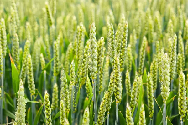 Wheat Wheat Field Golden Wheat Field Sunny Day Flour Ears — Stock Photo, Image