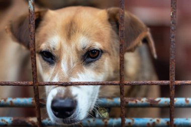 Hayvan barınağında başıboş bir köpek. Evsiz hayvanlar için barınaktaki eski paslı kafesin arkasında terk edilmiş üzgün, aç bir köpek. Köpek evlat edinme, kurtarma, evcil hayvanlar için yardım