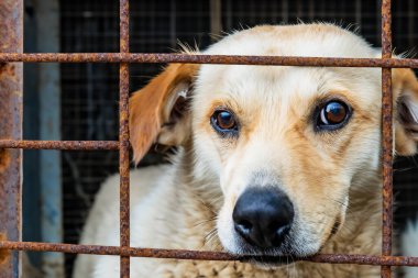 Hayvan barınağında başıboş bir köpek. Evsiz hayvanlar için barınaktaki eski paslı kafesin arkasında terk edilmiş üzgün, aç bir köpek. Köpek evlat edinme, kurtarma, evcil hayvanlar için yardım