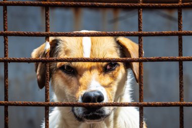 Hayvan barınağında başıboş bir köpek. Evsiz hayvanlar için barınaktaki eski paslı kafesin arkasında terk edilmiş üzgün, aç bir köpek. Köpek evlat edinme, kurtarma, evcil hayvanlar için yardım