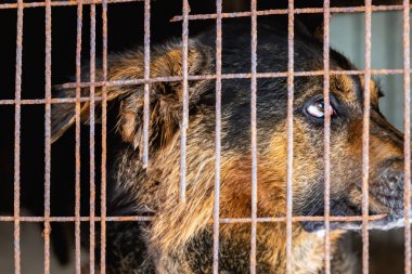 Hayvan barınağında başıboş bir köpek. Evsiz hayvanlar için barınaktaki eski paslı kafesin arkasında terk edilmiş üzgün, aç bir köpek. Köpek evlat edinme, kurtarma, evcil hayvanlar için yardım