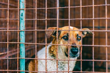 Hayvan barınağında başıboş bir köpek. Evsiz hayvanlar için barınaktaki eski paslı kafesin arkasında terk edilmiş üzgün, aç bir köpek. Köpek evlat edinme, kurtarma, evcil hayvanlar için yardım