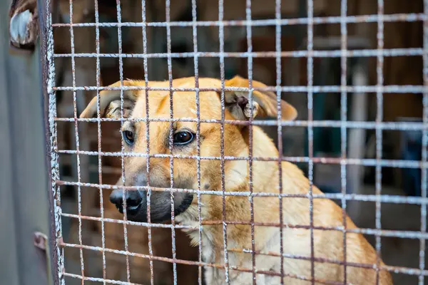 Hayvan barınağında başıboş bir köpek. Evsiz hayvanlar için barınaktaki eski paslı kafesin arkasında terk edilmiş üzgün, aç bir köpek. Köpek evlat edinme, kurtarma, evcil hayvanlar için yardım