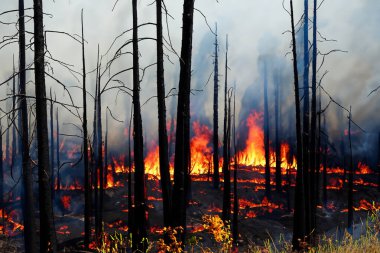 Orman yangını. Vahşi ateş. Sıcak alevleriyle bütün ormanı yakan ateş. Son yıllardaki kuraklıklarla birlikte artan bir sorun. Kanada ve ABD gibi yerleri etkileyen yangınlar. İç..