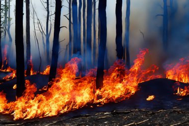 Wildfire. Palisades. Forest fire. Forest. Forest fire in progress. Fire. Large flames. USA. Climate change. 2025. January. California. Los Angeles. Pacific Palisades. Malibu. Hollywood. Kenneth. Eaton