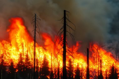 Wildfire. Palisades. Forest fire. Forest. Forest fire in progress. Fire. Large flames. USA. Climate change. 2025. January. California. Los Angeles. Pacific Palisades. Malibu. Hollywood. Kenneth. Eaton