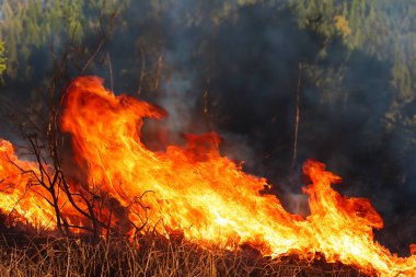 Wildfire. Portugal. Wildfire in Portugal. 18 Septeber 2024. Forest fire. Forest fire in progress. Fire. Large flames. Aveiro. Oporto. Agueda. Sever do Vouga. Albergaria-a-Velha. Portugal.