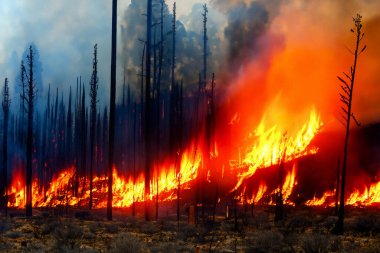 Wildfire. Palisades. Forest fire. Forest. Forest fire in progress. Fire. Large flames. USA. Climate change. 2025. January. California. Los Angeles. Pacific Palisades. Malibu. Hollywood. Kenneth. Eaton