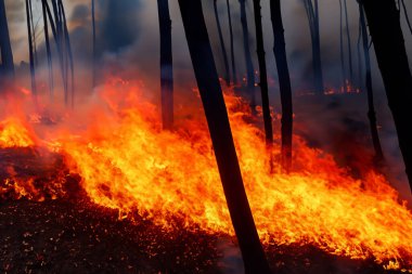 Wildfire. Palisades. Forest fire. Forest. Forest fire in progress. Fire. Large flames. USA. Climate change. 2025. January. California. Los Angeles. Pacific Palisades. Malibu. Hollywood. Kenneth. Eaton