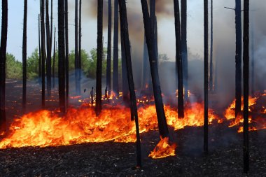 Wildfire. Palisades. Forest fire. Forest. Forest fire in progress. Fire. Large flames. USA. Climate change. 2025. January. California. Los Angeles. Pacific Palisades. Malibu. Hollywood. Kenneth. Eaton