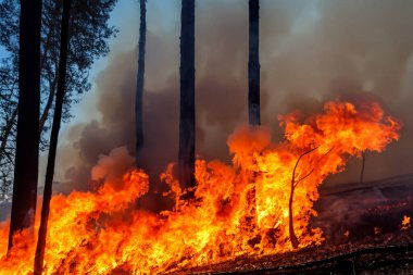 Wildfire. Palisades. Forest fire. Forest. Forest fire in progress. Fire. Large flames. USA. Climate change. 2025. January. California. Los Angeles. Pacific Palisades. Malibu. Hollywood. Kenneth. Eaton