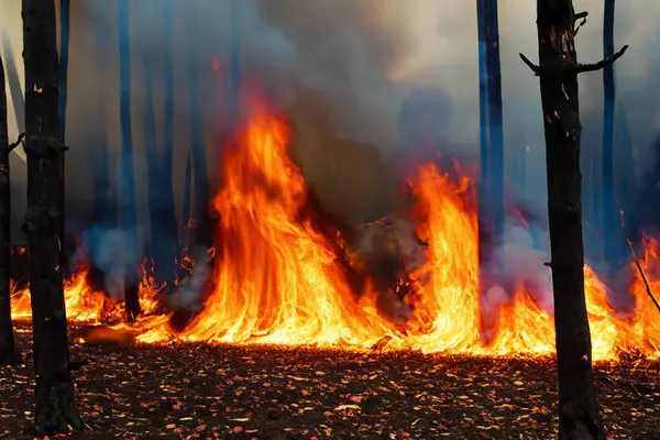 Wildfire. Palisades. Forest fire. Forest. Forest fire in progress. Fire. Large flames. USA. Climate change. 2025. January. California. Los Angeles. Pacific Palisades. Malibu. Hollywood. Kenneth. Eaton