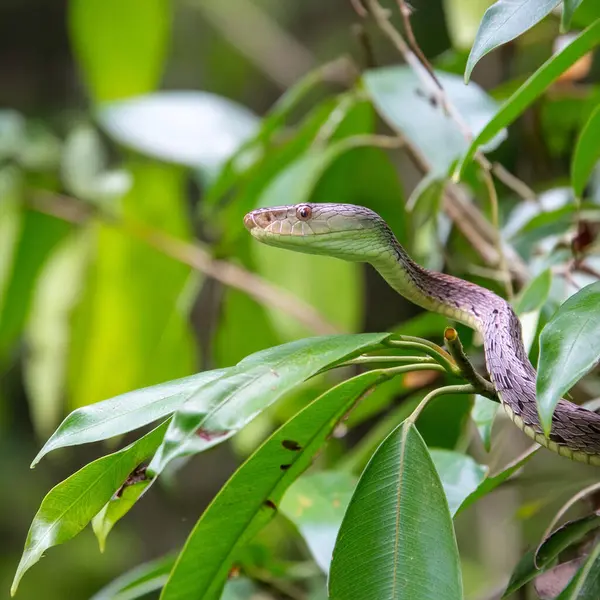 stock image Snake. World snake day. 16 July. Attacking snake / Atheris nitschei. Snake in the tropical jungle between tree branches.