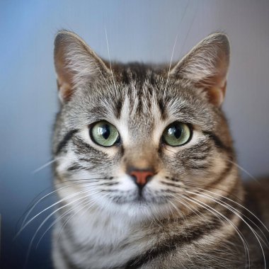 Kedi. Kameraya bakan sevimli bir kedi. Kediyi kapat. Evdeki yatakta oturan sevimli kedi. Seçici odaklanma. Bir araştırmanın geçmişi. Yataktaki kedi. Karton kutunun üzerindeki kedi. Kedi yerde yatıyor. Kedi yalıyor.