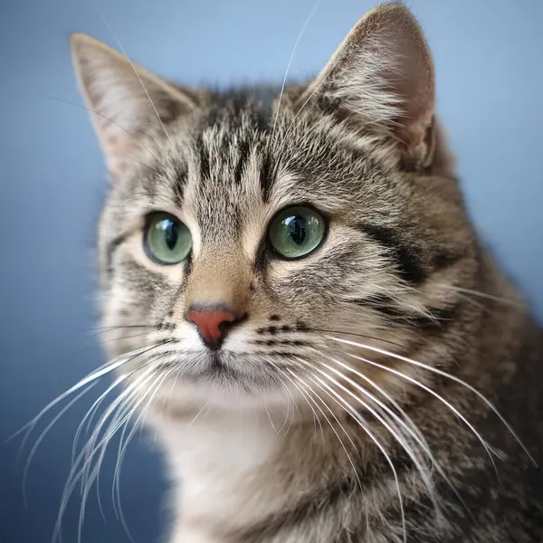 Kedi. Kameraya bakan sevimli bir kedi. Kediyi kapat. Evdeki yatakta oturan sevimli kedi. Seçici odaklanma. Bir araştırmanın geçmişi. Yataktaki kedi. Karton kutunun üzerindeki kedi. Kedi yerde yatıyor. Kedi yalıyor.