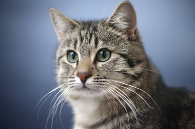 Kedi. Kameraya bakan sevimli bir kedi. Kediyi kapat. Evdeki yatakta oturan sevimli kedi. Seçici odaklanma. Bir araştırmanın geçmişi. Yataktaki kedi. Karton kutunun üzerindeki kedi. Kedi yerde yatıyor. Kedi yalıyor.