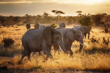 - Fil. Bir vahşi fil sürüsü bozkırda yürüyor. Afrika fili (Loxodonta africana) kameraya bakarak savanda yürüyen boğa. Bir fil kafasının yakınına.