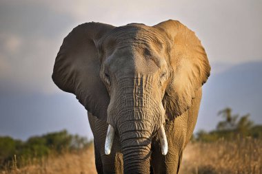 - Fil. Bir vahşi fil sürüsü bozkırda yürüyor. Afrika fili (Loxodonta africana) kameraya bakarak savanda yürüyen boğa. Bir fil kafasının yakınına.