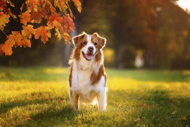 Köpek. Kameraya bakan sevimli bir köpek. Kapatın köpekleri. Parkta oynayan sevimli bir köpek. Seçici odaklanma. Bir araştırmanın geçmişi. Karton kutunun üzerindeki köpek. Köpek yerde yatıyor..